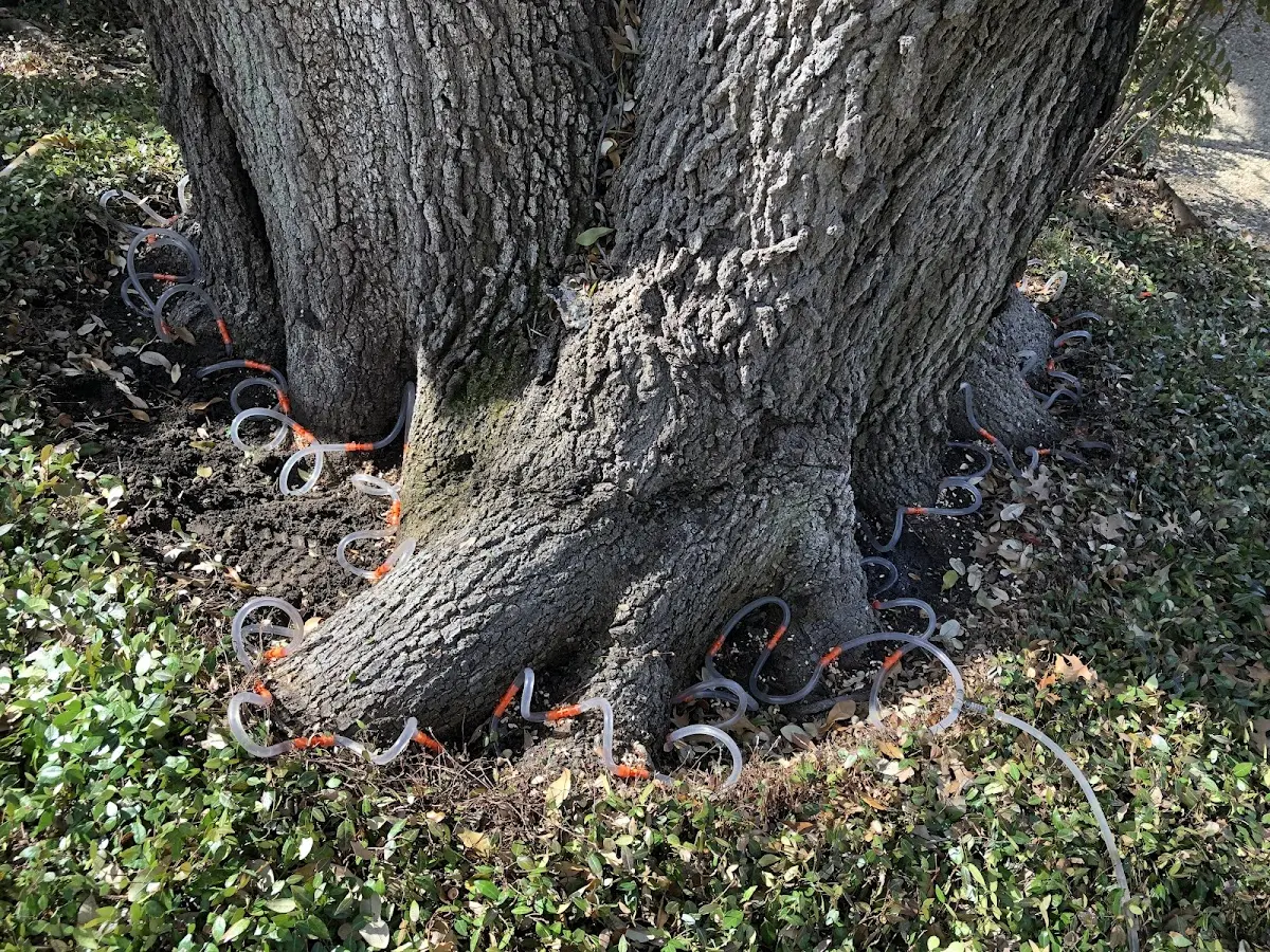 Detailed Tree Cabling and Bracing job site in Kutztown
