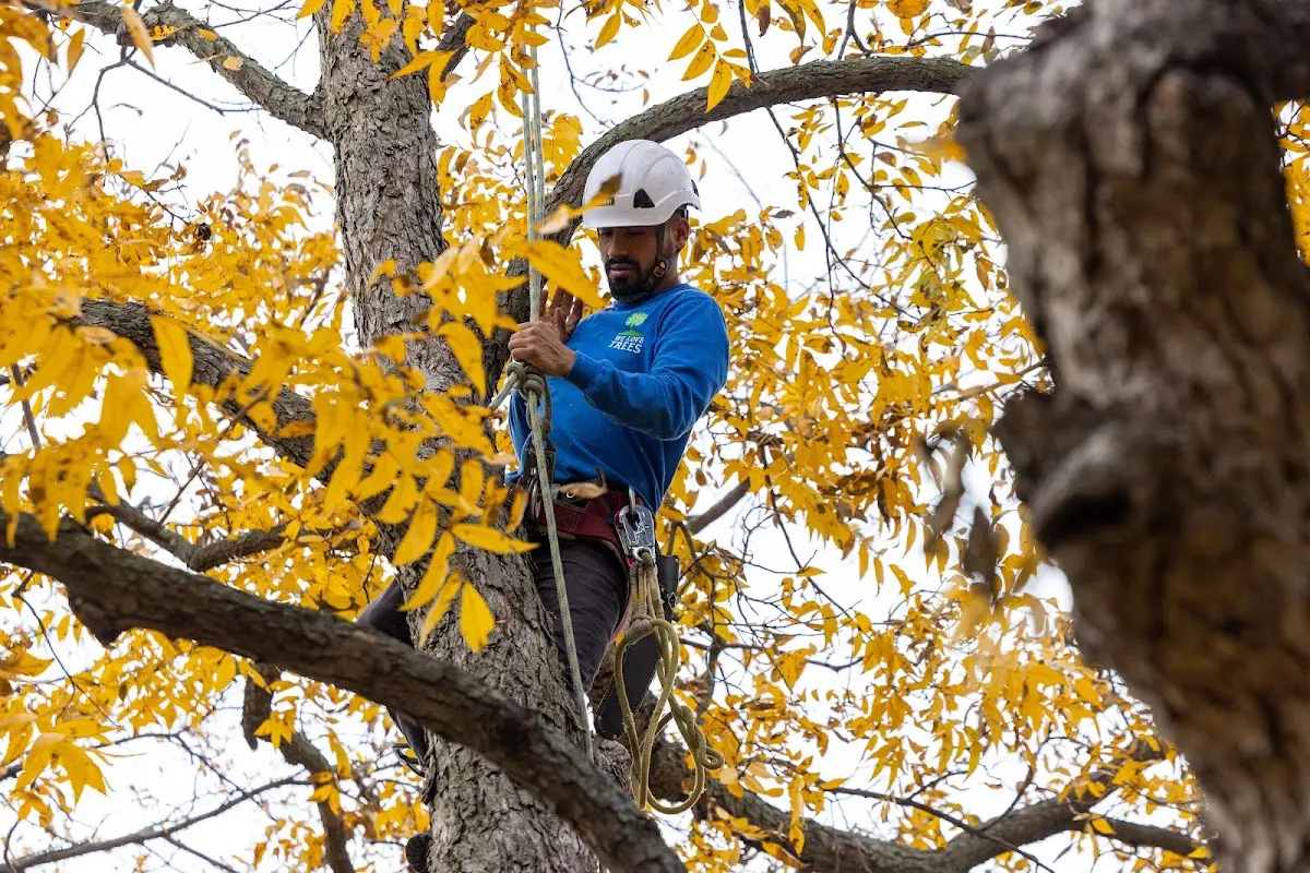 Skilled Tree Planting crew working in Kutztown